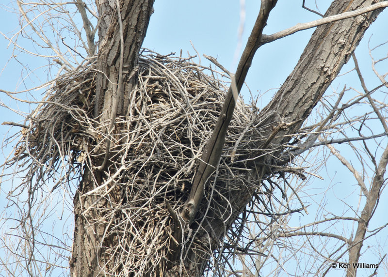 Common Black Hawk nest, Big Bend NP, TX, 04_20_2022a_004139.jpg