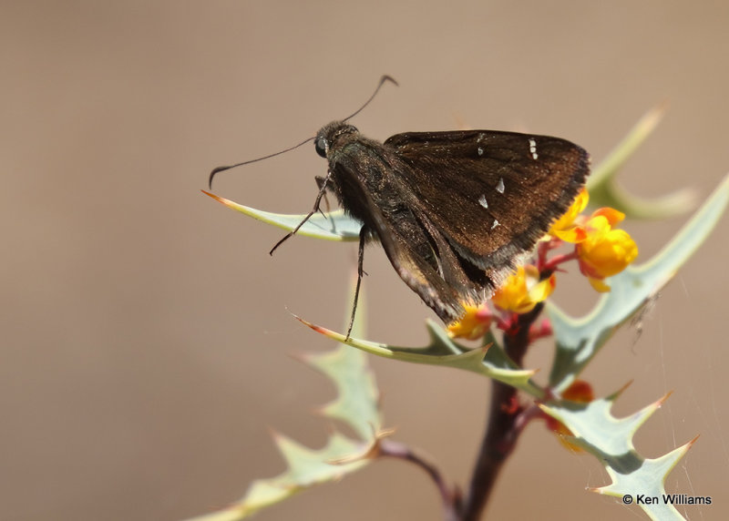 Drusius Cloudywing, Davis Mts. SP, TX, 04_16_2022a_003067.jpg