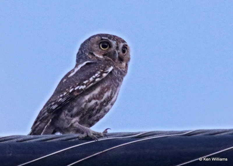Elf Owl, Davis Mts State Park, TX, 04_16_2022aa_003614.jpg