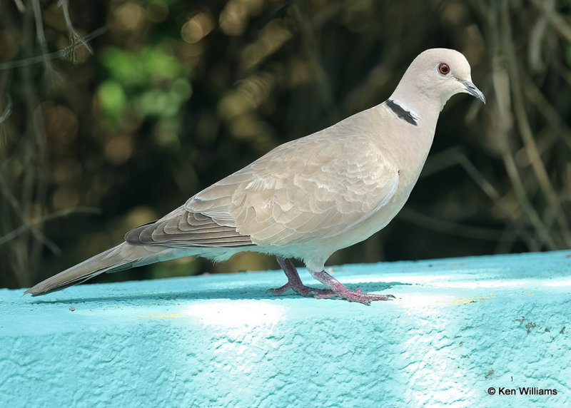 Eurasian Collared Dove, South Padre Island, TX, 04_24_2022a_006071.jpg