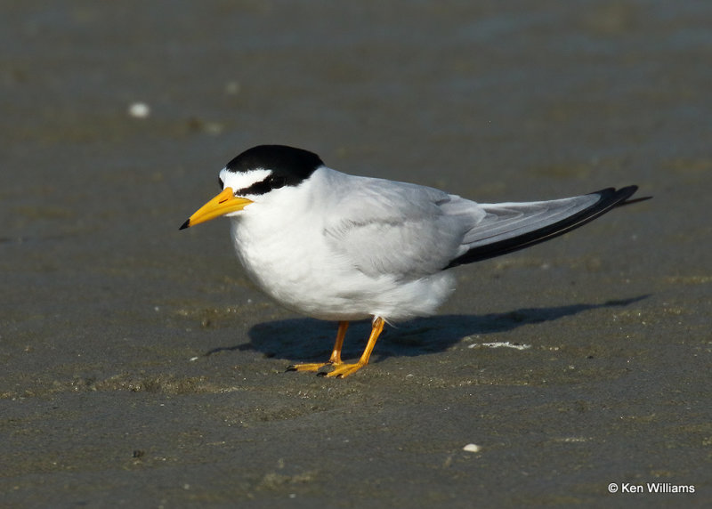 Least Tern, South Padre Island, TX, 04_23_2022a_005505.jpg