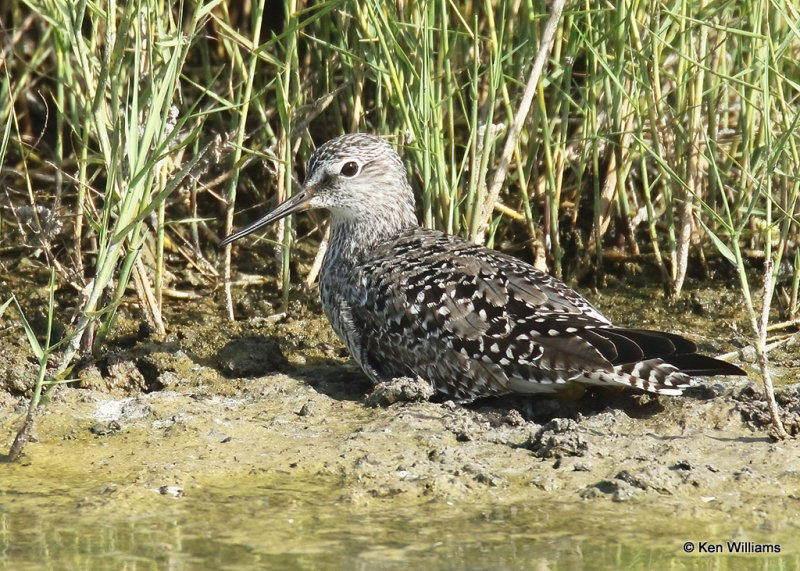 Lesser Yellowlegs, South Padre Island, TX, 04_23_2022a_005633.jpg