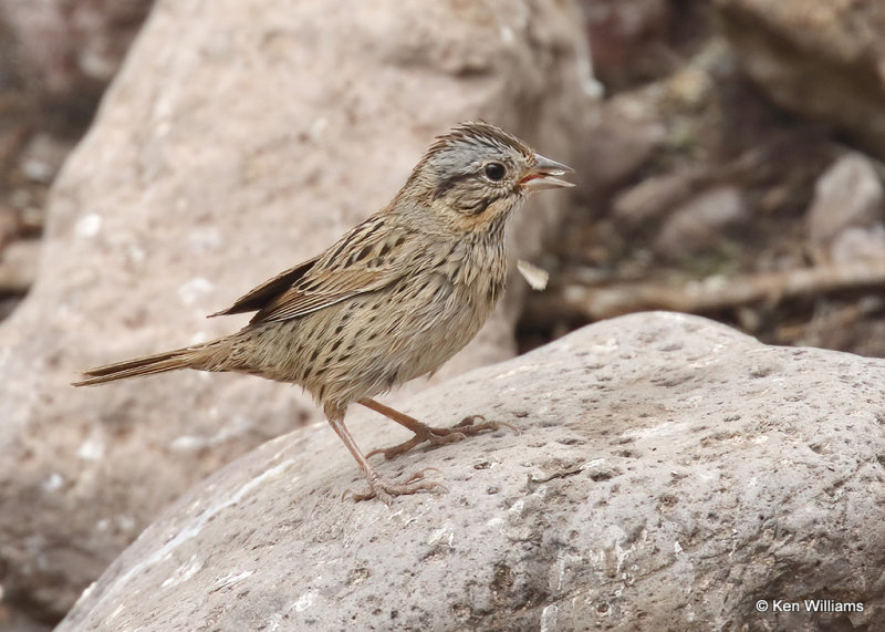 Lincoln's Sparrow 1st year, Davis Mts. SP, TX, 04_16_2022a_002855.jpg