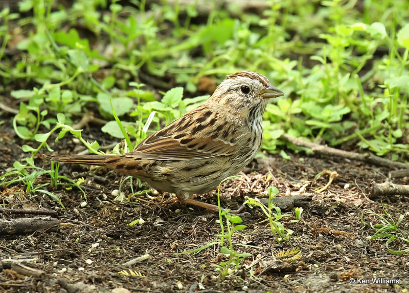 Lincoln's Sparrow, Laguna Vista, TX, 04_24_2022a_005771.jpg