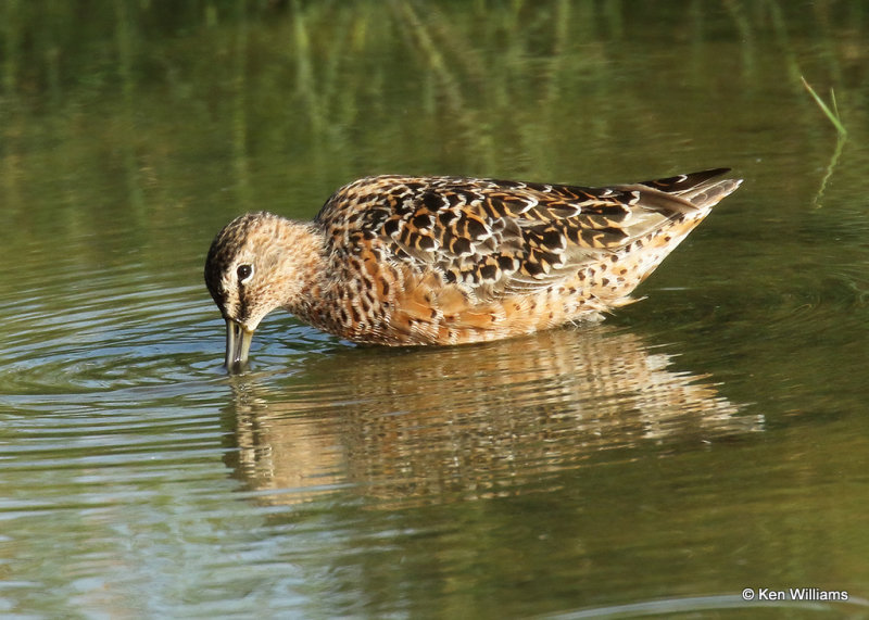 Long-billed Dowitcher, S. Padre Island, TX, 04_22_2022a_004841.jpg