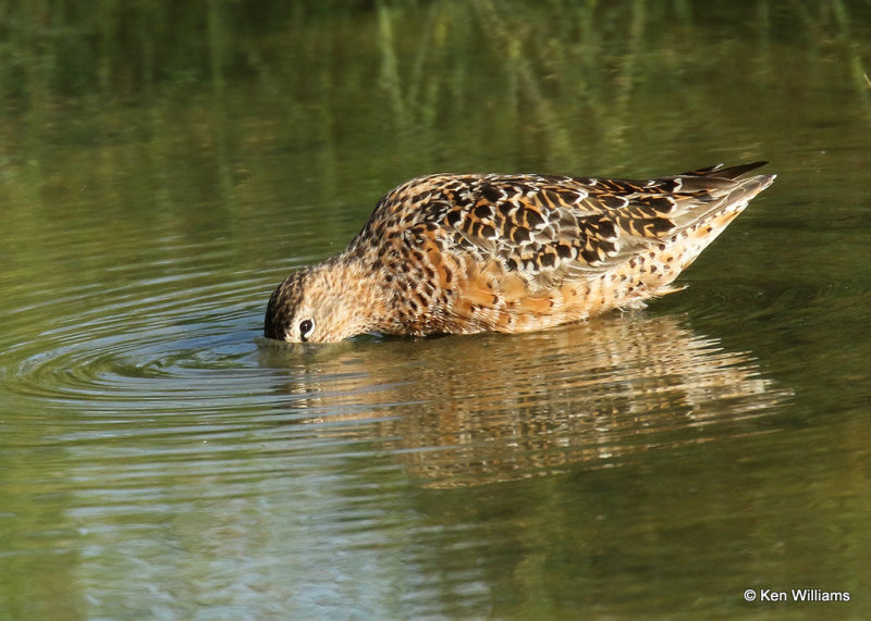 Long-billed Dowitcher, S. Padre Island, TX, 04_22_2022a_004842.jpg