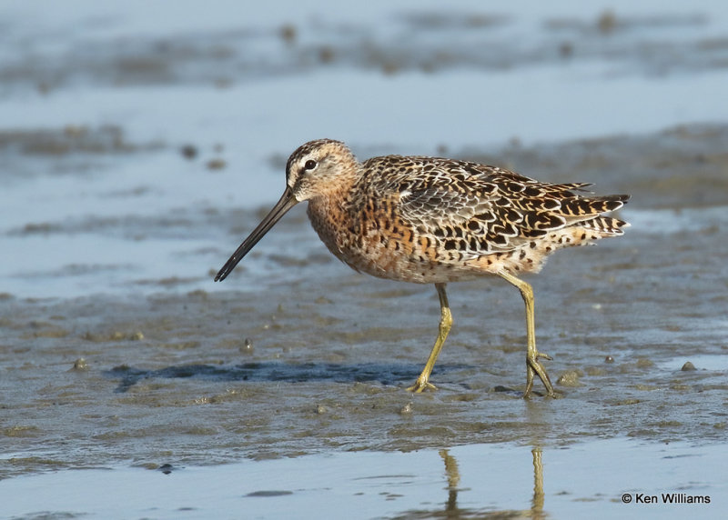 Long-billed Dowitcher, South Padre Island, TX, 04_23_2022a_005338.jpg