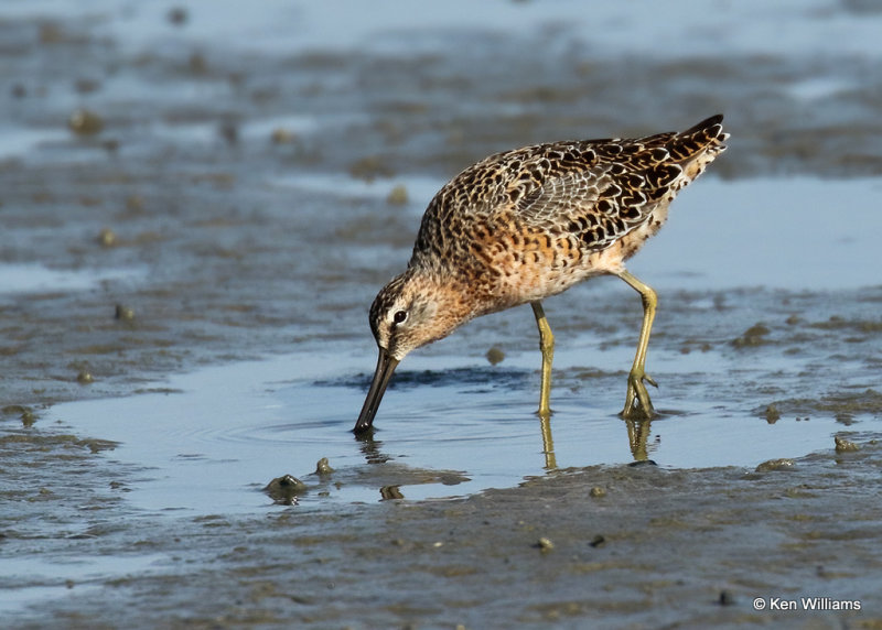 Long-billed Dowitcher, South Padre Island, TX, 04_23_2022a_005342.jpg