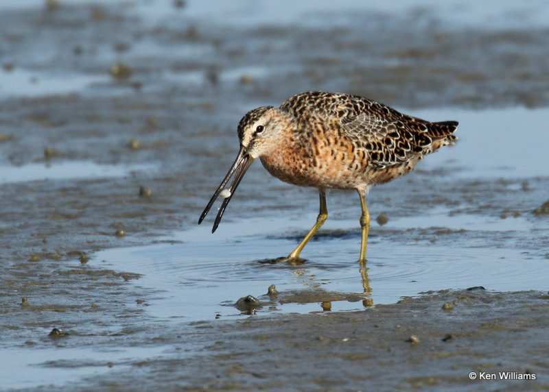 Long-billed Dowitcher, South Padre Island, TX, 04_23_2022a_005343.jpg