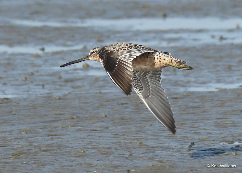 Long-billed Dowitcher, South Padre Island, TX, 04_23_2022a_005346.jpg