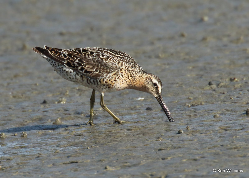Long-billed Dowitcher, South Padre Island, TX, 04_23_2022a_005347.jpg