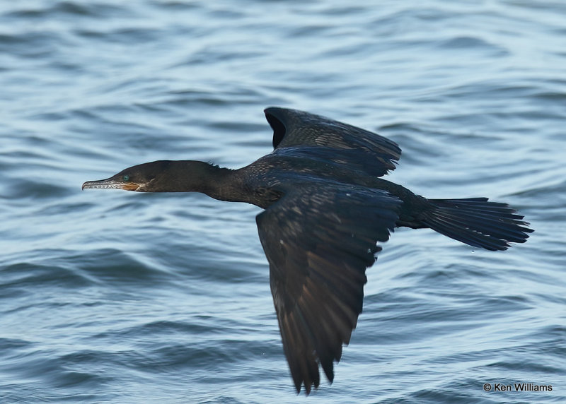 Neotropic Cormorant, S. Padre Island, TX, 04_23_2022a_005110.jpg