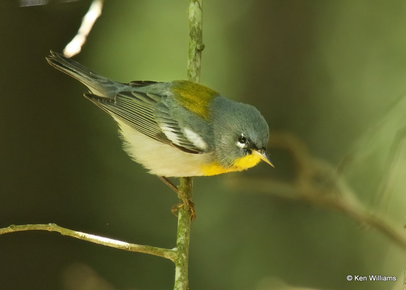 Northern Parula male, Sabine Woods, TX, 04_27_2022_Ra_019188.jpg