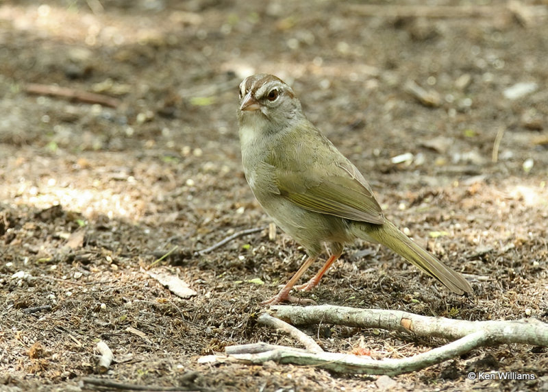 Olive Sparrow, Laguna Vista Trail, TX, 04_24_2022a_005788.jpg