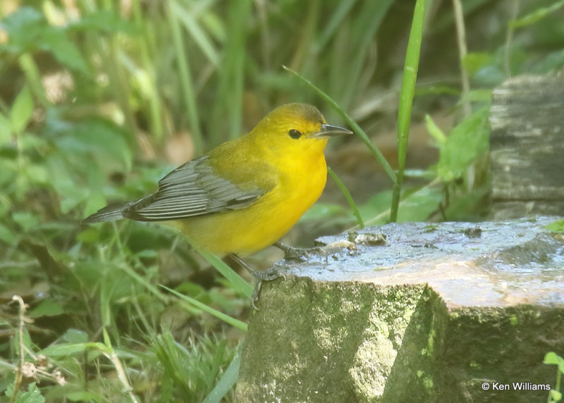 Prothonotary Warbler female, Sabine Woods, TX, 04_27_2022_Ra_019062.jpg