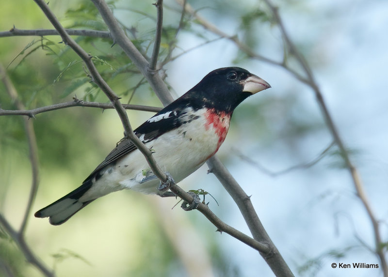 Rose-breasted Grosbeak 1st year male, South Padre Island, TX, 04_23_2022a_005188.jpg