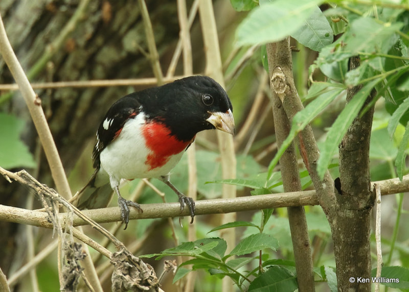 Rose-breasted Grosbeak male, Laguna Vista Trail, TX, 4-21-22a_00100.jpg