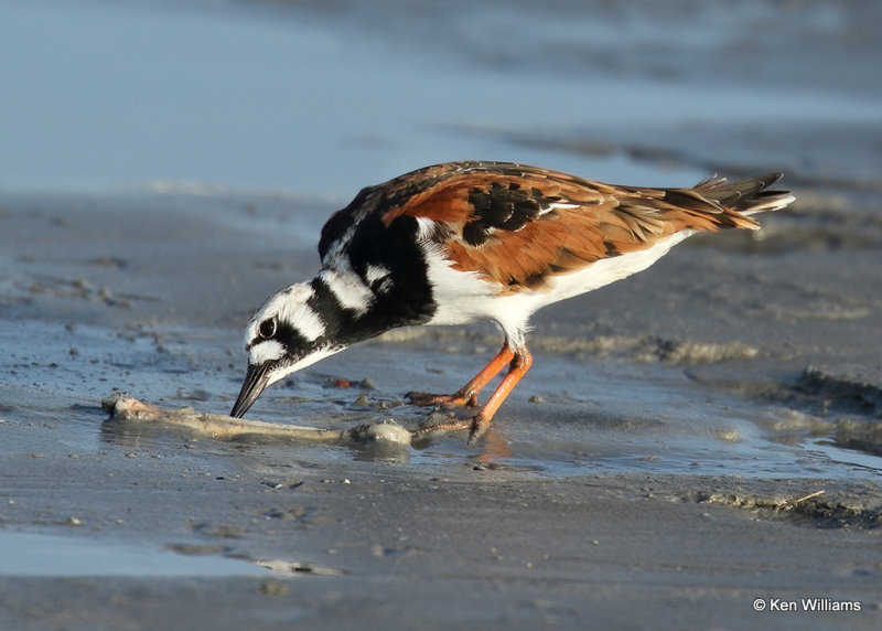 Ruddy Turnstone breeding plumage, S. Padre Island, TX, 04_22_2022a_004961.jpg