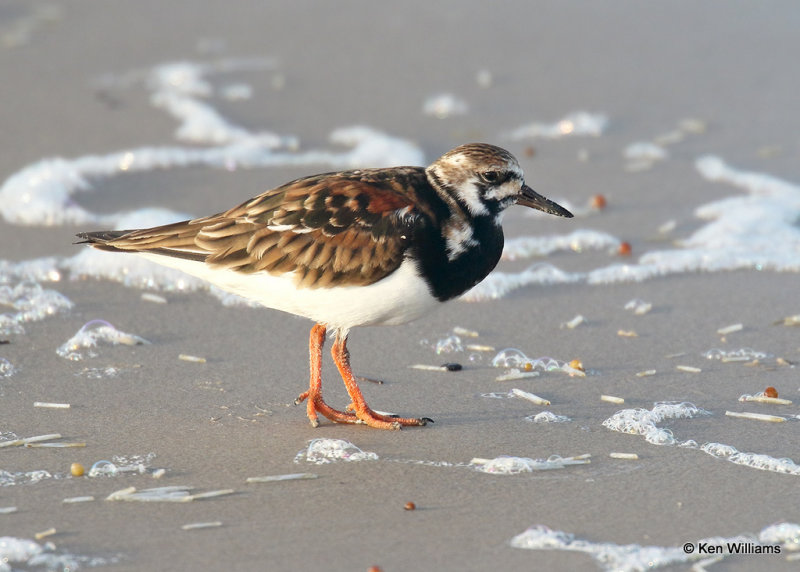 Ruddy Turnstone molting into breeding plumage, S. Padre Island, TX, 04_22_2022a_005020.jpg