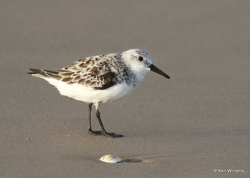 Sanderling juvenile, S. Padre Island, TX, 04_22_2022a_004982.jpg