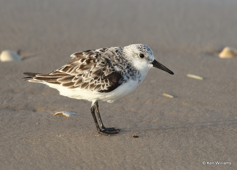 Sanderling juvenile, S. Padre Island, TX, 04_22_2022a_004983.jpg