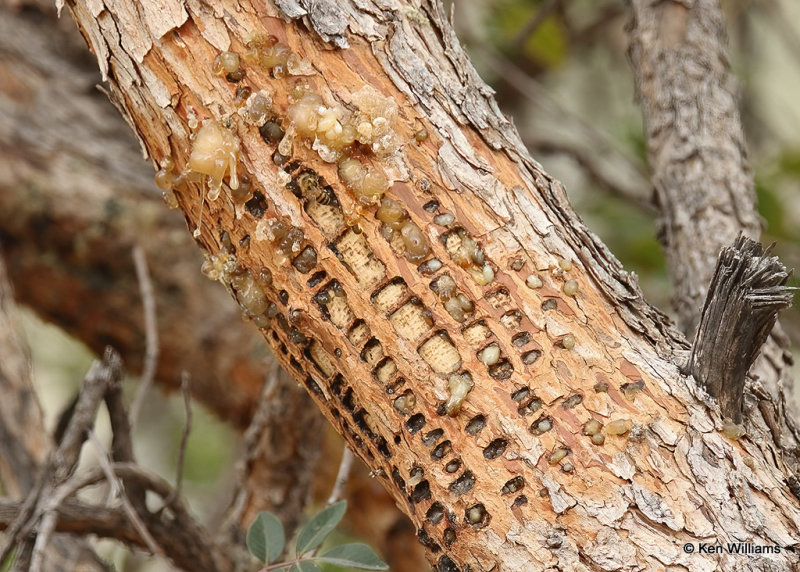 Sapsucker Wells, Big Bend NP, TX, 04_19_2022a_004029.jpg