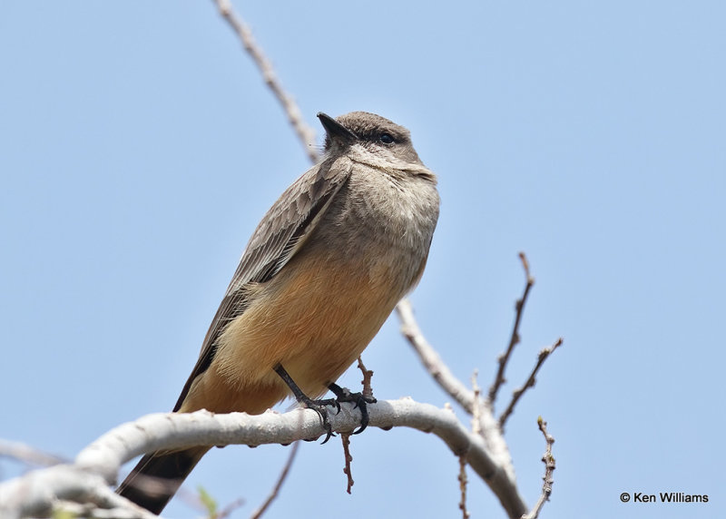 Say's Phoebe, Big Bend NP, TX, 04_19_2022a_003836.jpg