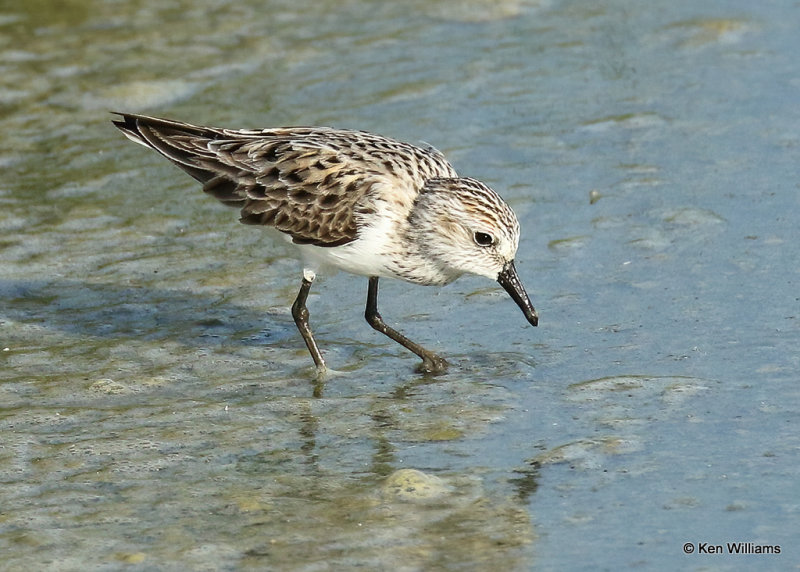 Semipalmated Sandpiper, S. Padre Island, TX, 04_22_2022a_004875.jpg