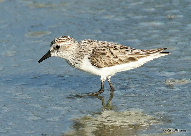 Semipalmated Sandpiper, S. Padre Island, TX, 04_22_2022a_004880.jpg