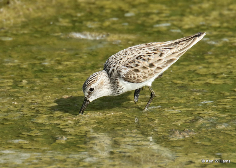 Semipalmated Sandpiper, South Padre Island, TX, 04_23_2022a_005641.jpg