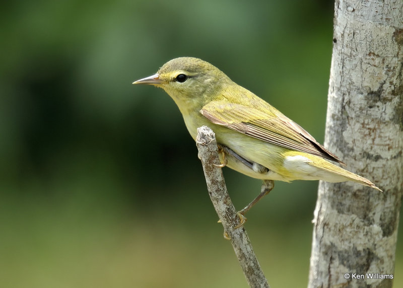 Tennessee Warbler, S. Padre Island, TX, 4-21-22a_0087.jpg