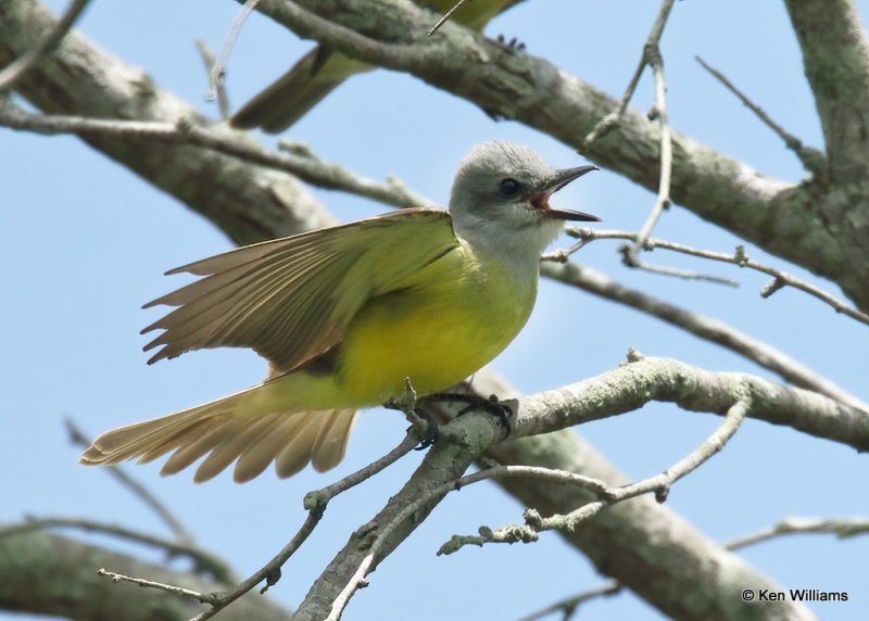 Tropical Kingbird, Laguna Atascosa NWR, TX, 04_24_2022a_005975.jpg