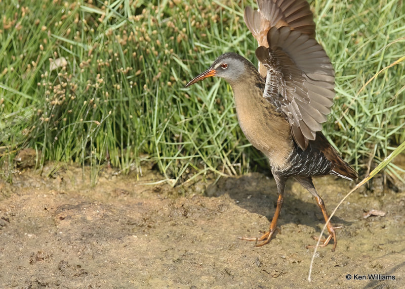 Virginia Rail, S. Padre Island, TX, 4-21-22a_0240.jpg