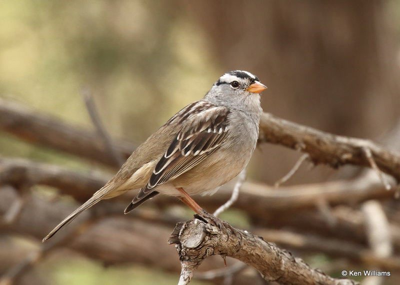 White-crowned Sparrow, Davis Mts. SP, TX, 04_16_2022a_003013.jpg
