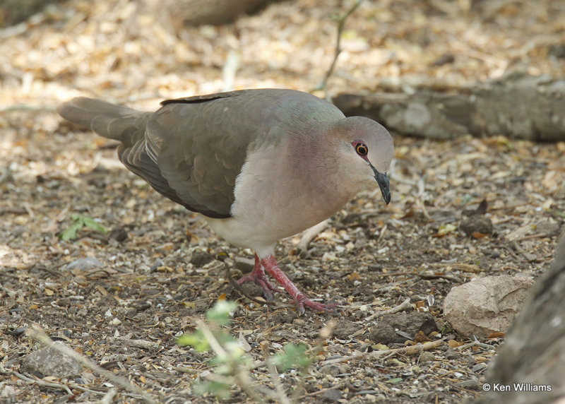 White-tipped Dove, Laguna Atascosa NWR, TX, 04_24_2022a_005952.jpg