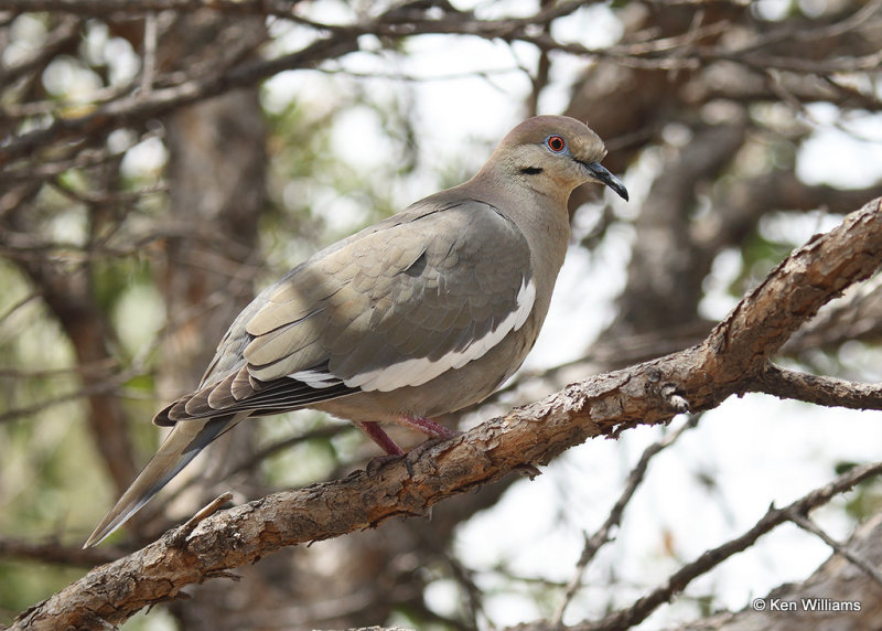 White-winged Dove, Big Bend NP, TX, 04_19_2022a_003879.jpg