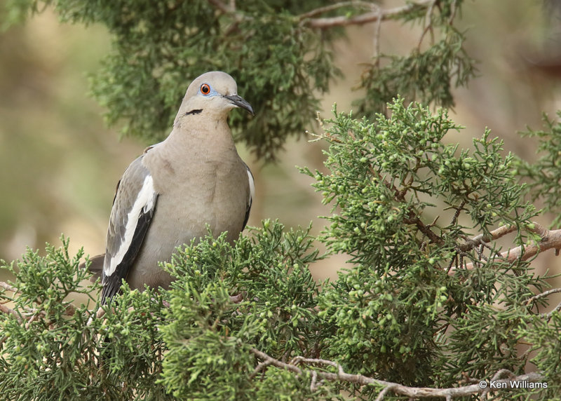 White-winged Dove, Davis Mts. SP, TX, 04_16_2022a_002463.jpg