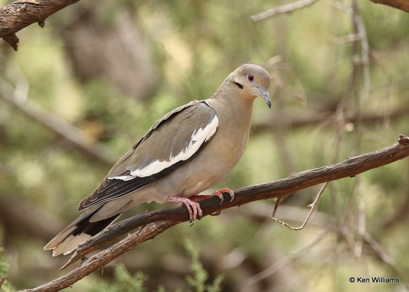 White-winged Dove, Davis Mts. SP, TX, 04_16_2022a_002471.jpg