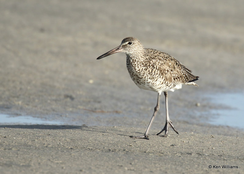 Willet Eastern subspecies, South Padre Island, TX, 04_23_2022a_005202.jpg