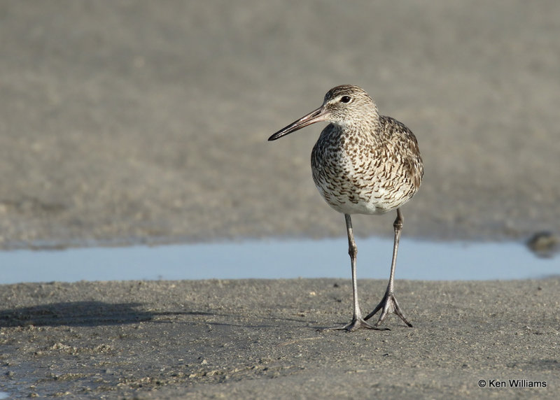 Willet Eastern subspecies, South Padre Island, TX, 04_23_2022a_005204.jpg