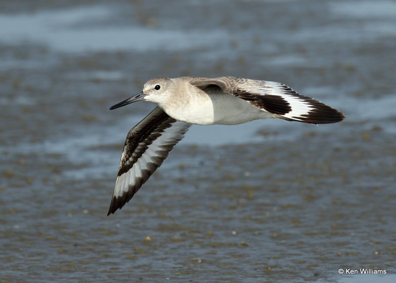 Willet Eastern subspecies, South Padre Island, TX, 04_23_2022a_005408.jpg