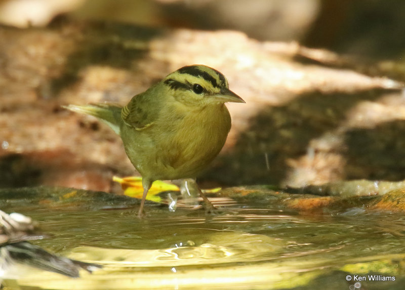 Worm-eating Warbler, Sabine Woods, TX, 04_27_2022_Ra_019238.jpg