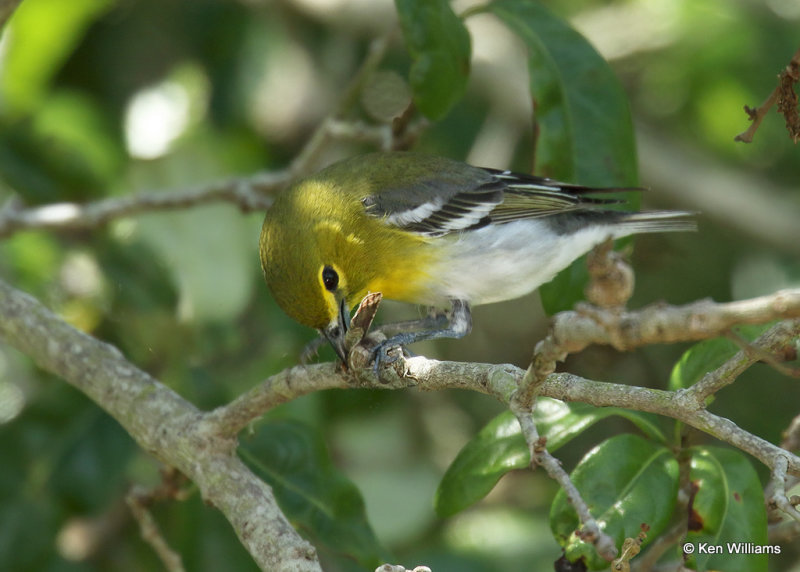 Yellow-throated Vireo, Sabine Woods, TX, 04_26_2022a_006266.jpg