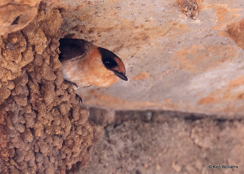 Cave Swallow, Comanche Co, OK, 5-22-2022a_020089.jpg