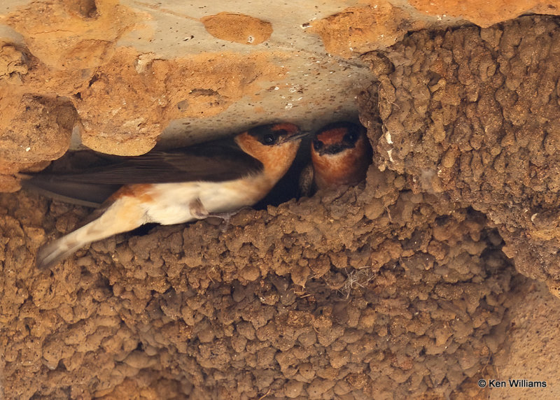 Cave Swallow, Comanche Co, OK, 5-22-2022a_020105.jpg