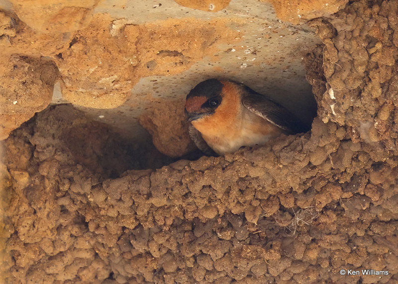 Cave Swallow, Comanche Co, OK, 5-22-2022a_020110.jpg
