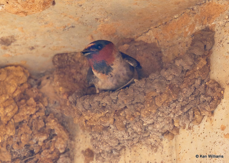 Cliff Swallow, Comanche Co, OK, 5-22-2022a_020101.jpg