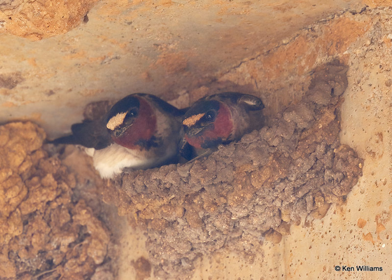 Cliff Swallows, Comanche Co, OK, 5-22-2022a_020164.jpg