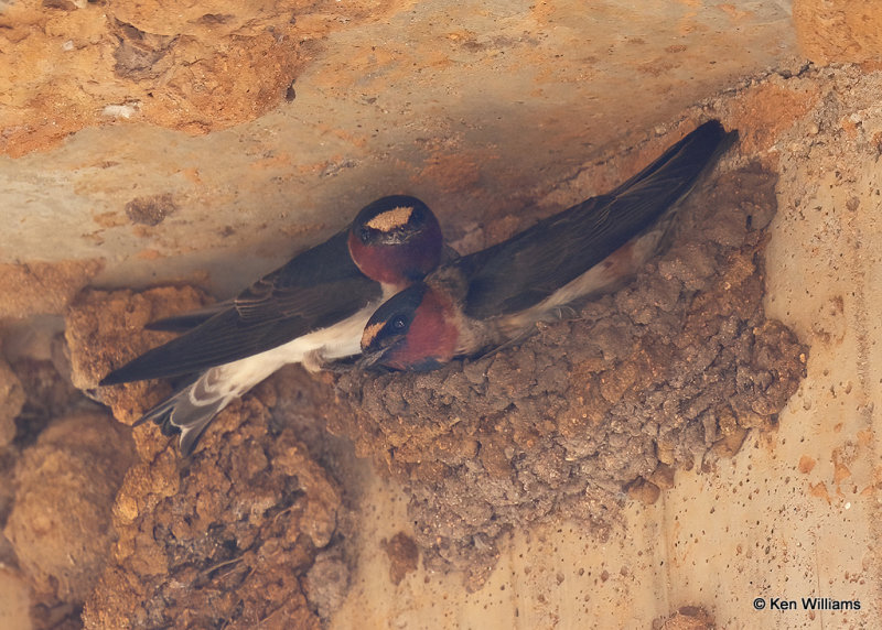 Cliff Swallows, Comanche Co, OK, 5-22-2022a_020167.jpg