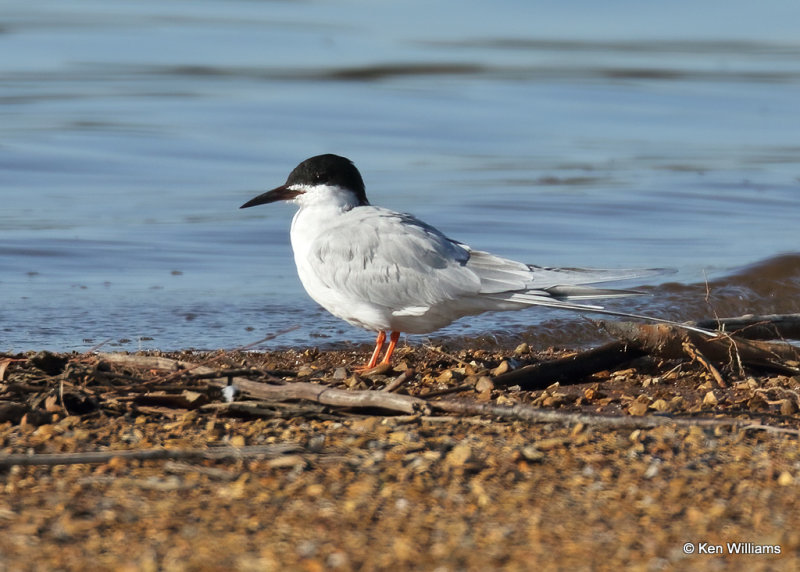 Forster's Tern breeding plumage, Wagoner Co, OK 4_14_2022a_017856.jpg